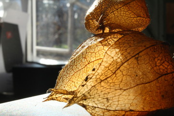 Physalis fruits Physalis peruviana .dry golden boxes of physalis are lit with light. shot close up.