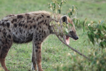 Young spotted hyena.