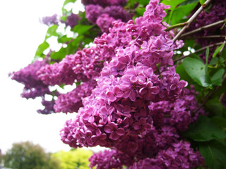 Purple lilac
