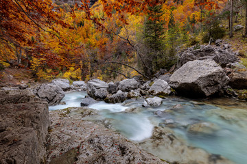 tree with orange leaves on a stone floor next to a river in an autumnal forest