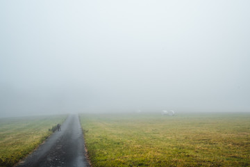 Fototapeta premium geteerter Feldweg zwischen zwei Feldern im Herbst im Nebel liegend
