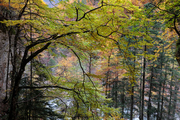 tree with green and yellow leaves in a high mountain forest
