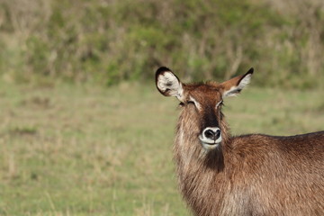 Fototapeta premium Waterbuck face closeup.