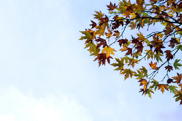 Evening Autumn Japanese Maple Leaves