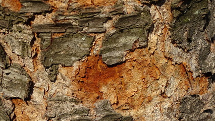 bark of a tree
