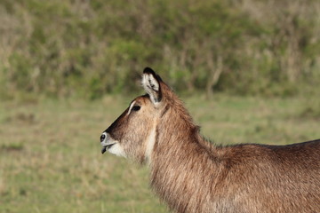 Waterbuck face closeup.