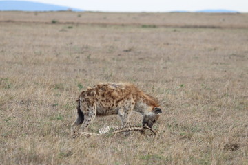 Naklejka na ściany i meble Spotted hyena feeding on old bones.