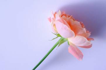 Obraz premium バラ