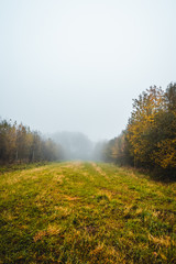 herbstliche Lichtung in einem Mischwald in Deutschland im Nebel