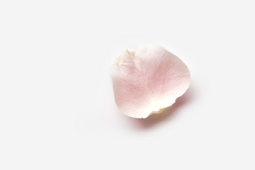 Rose flower petal on white background with copy space. Gentle petal top view