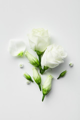 Flowers composition. Rose flower petals on white background. Gentle petals top view