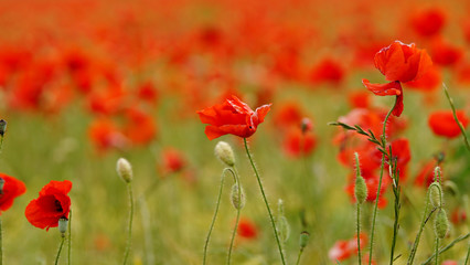 Obraz premium Maki w polu - Mupiki