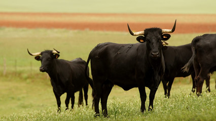 Vaca morucha de Salamanca. Vaca negra en un prado.