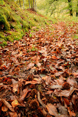 Paisaje de otoño en la montaña con castañas/Autumn landscape with chestnuts on the mountain