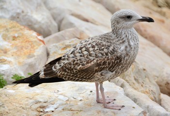 a seagull sitting on stones