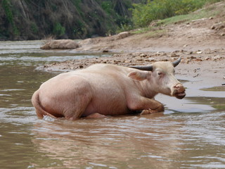 A buffalo is sleeping by the river in the middle of the forest, Southeast Asian folk pets