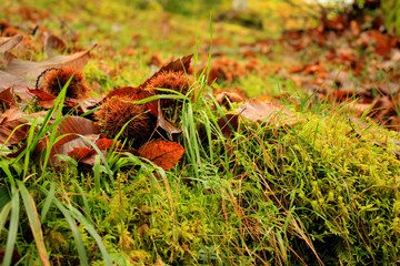 paisaje de otoño con hojas y castañas