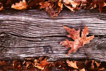 Autumn Leaves On Wood
