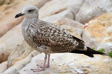 a seagull sitting on stones