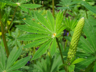 Leaves of a flower after rain. Macro