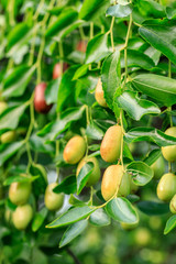 Jujube fruit on the jujube tree in the orchard