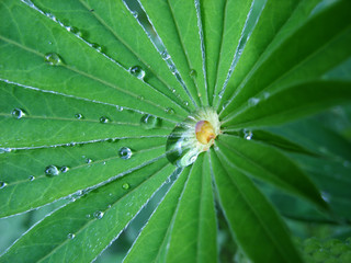 Obraz na płótnie Canvas Leaves of a flower after rain. Macro