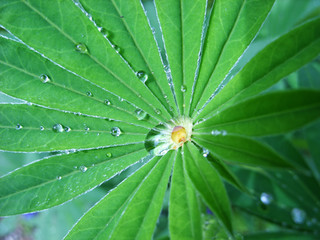 Plakat Leaves of a flower after rain. Macro