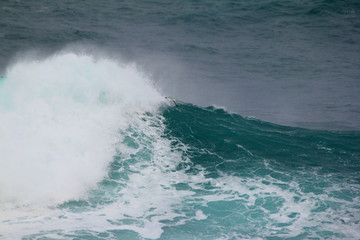 Fototapeta premium Gaviota en ola rompiendo en el mar
