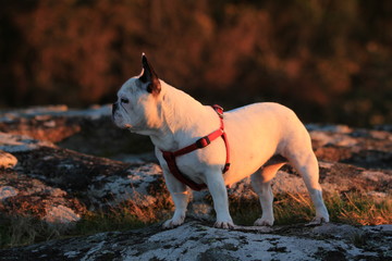French Bulldog - Bulldog francés- retratos