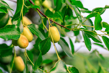 green jujube fruit on the jujube tree in the orchard