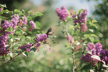 black swallowtail butterfly on a branch of lilac and lilac flowers, in greenery, in a spring garden, on a sunny bright day