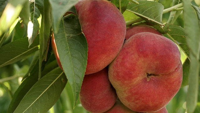 Paraguayos en el &aacute;rbol. Fruta de temporada.
