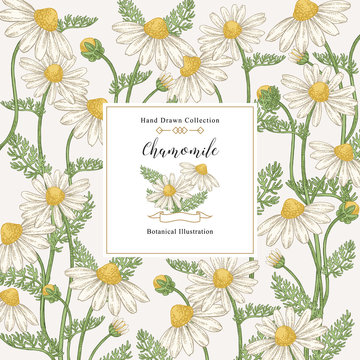 Chamomile square background. Flowers and leaves hand drawn. Medical herbs. Vector illustration vintage.