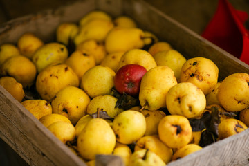 Large box of yellow autumn pears. Small farm concept