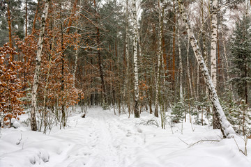 Fototapeta premium Forest. Winter. A lot of snow. A white blanket covered the ground and the trees. Snowfall. Snowdrifts.