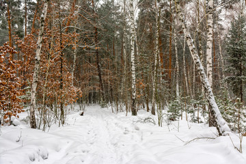 Forest. Winter. A lot of snow. A white blanket covered the ground and the trees. Snowfall. Snowdrifts.