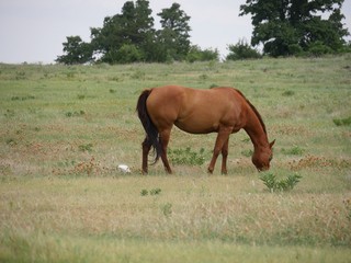 Naklejka na ściany i meble Wide shot of a meadow with a horse grazing
