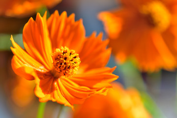 キバナコスモス