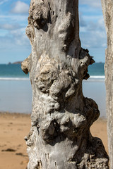 Big breakwater, 3000 trunks to defend the city from the tides  in Saint-Malo, Ille-et-Vilaine,...