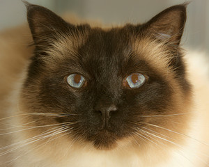 Ragdoll cat portrait