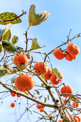 Persimmons that are ripened on the branches