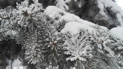 spruce branches in cloudy winter weather