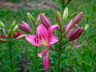 pink daylily in the garden in summer, Russia.