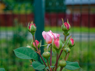 unopened rose buds in the garden in summer, Russia.