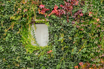 Wall of a house and window completely overgrown with wild vine and ivy in autumn. Seen in Germany, Bavaria in October.