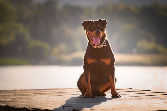 Cute Dog From The Dog's Shelter Resting On Sunset