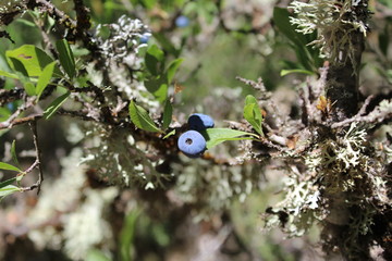 Fruto en el bosque