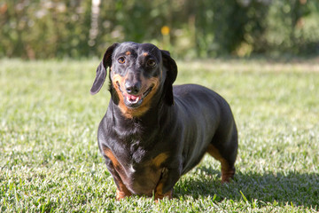 Miniature Dachshund black and tan