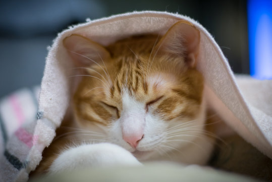 A BRown Cat Sleeping 