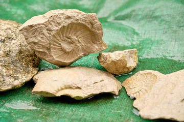 Stones with ammonite fossils are lying on a green plastic cover in a rain puddle in October in...